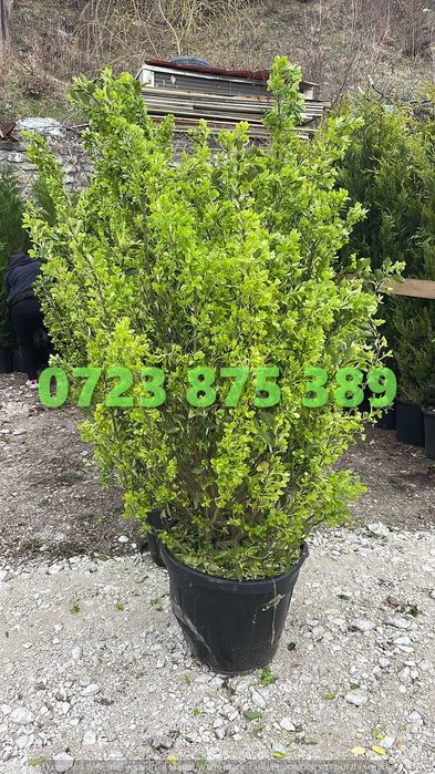 Plante Decorative de Pepinieră – Gata de Integrat în Proiectul Tău