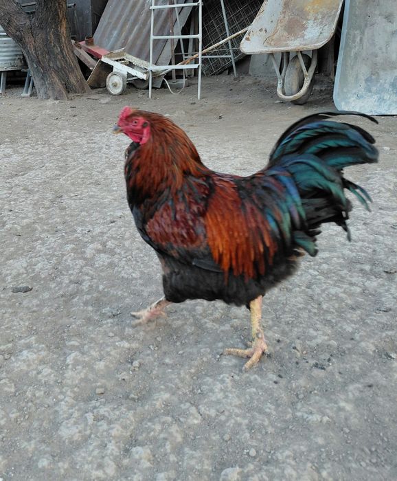 Кучинские петухи