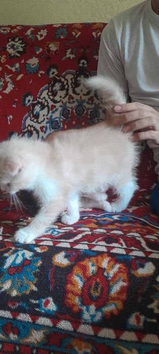 Продаются милые вислоухие котята