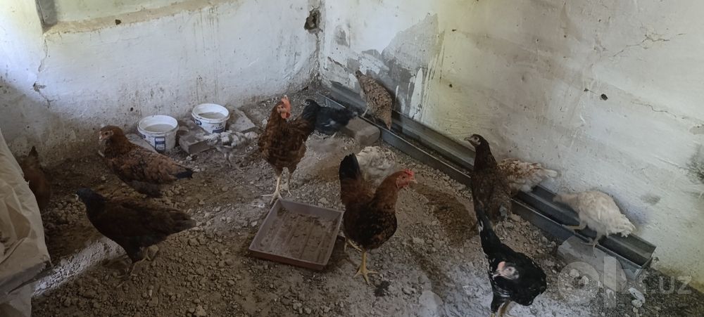 Жужалар рангли Хар хил