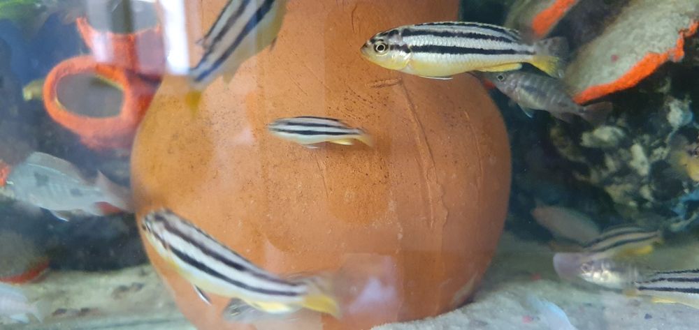 avratus Xishniklar baluni bolasi privaznoy 25 ta