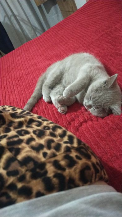 Британский скотиш прямоухий. Леона. Из Турции.