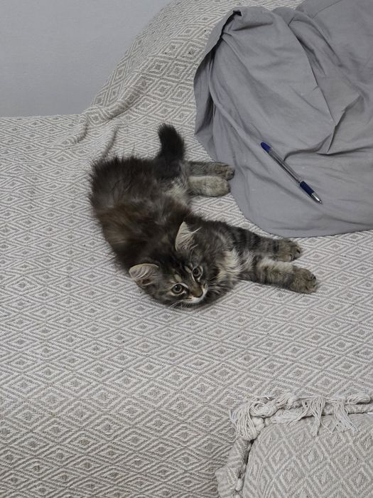 Maine coon puiut
