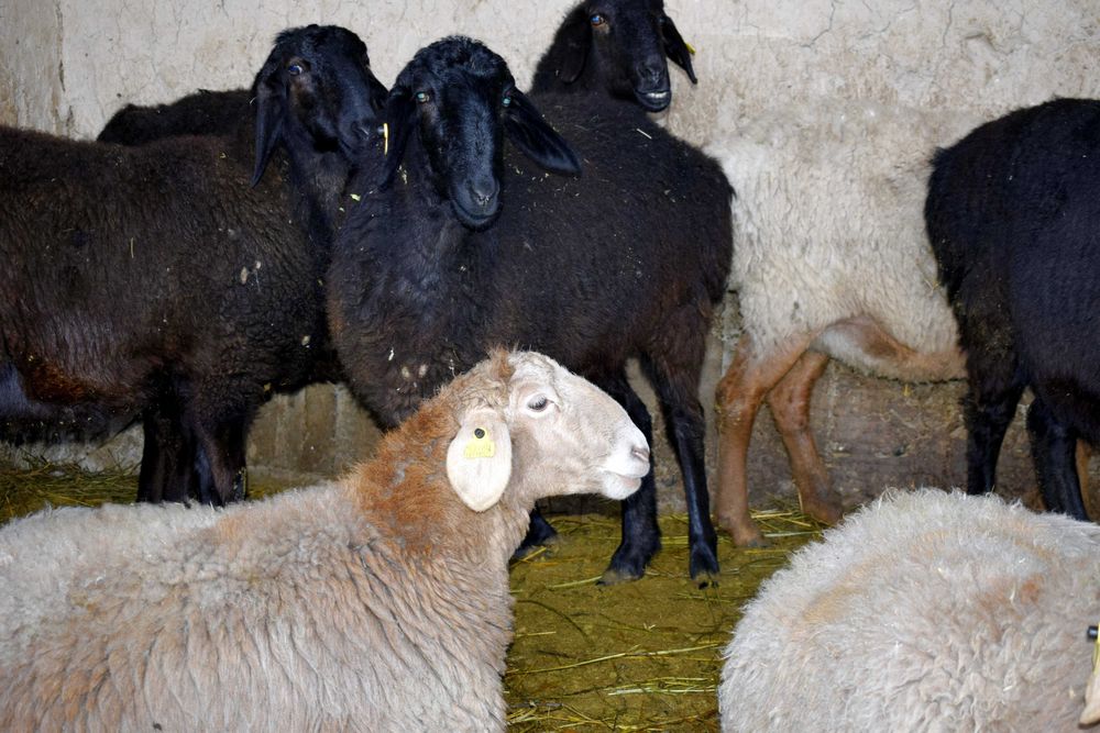 Арашан тоқтылар сатылымда, 2025 жылдың төлдері