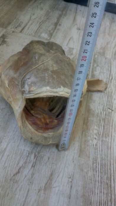 Трофей глава от малък сом