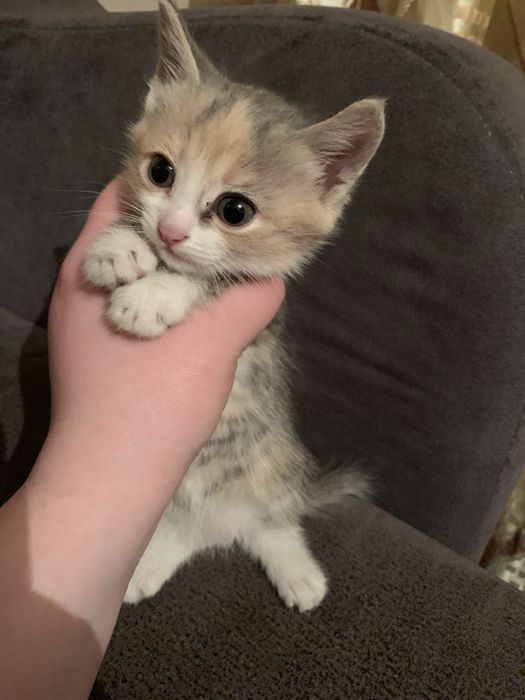 Отдам котят в добрые руки