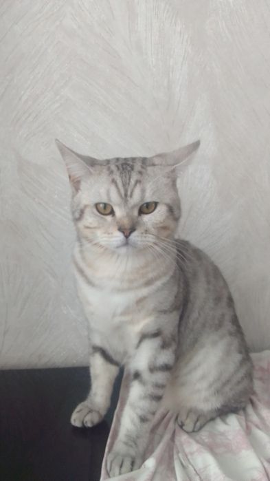 Кот 1 год, не кастрирован.