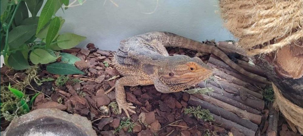 Soparla/Iguana Agama cu Terariu