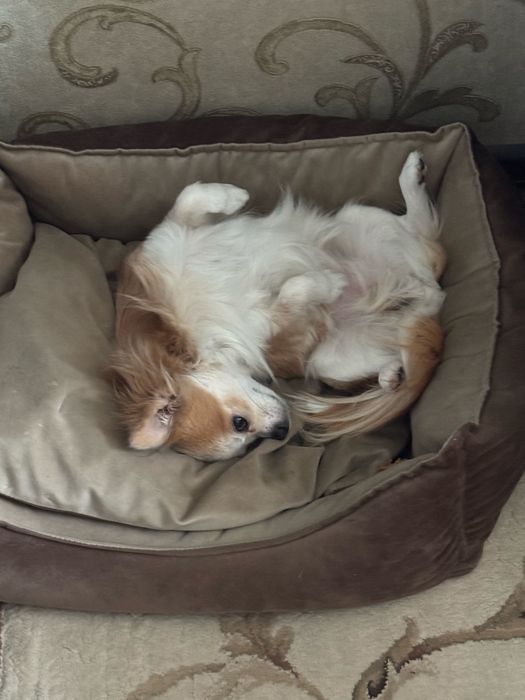 Отдам чихуахуа с доками