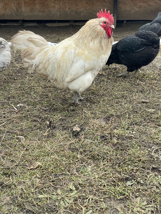 Cocos Australorp Alb de 11 luni