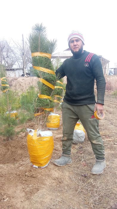 Pavlonya bor Lola darahti bor galiboy gepars bor Arizona bor