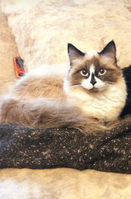 Потерялась кошка