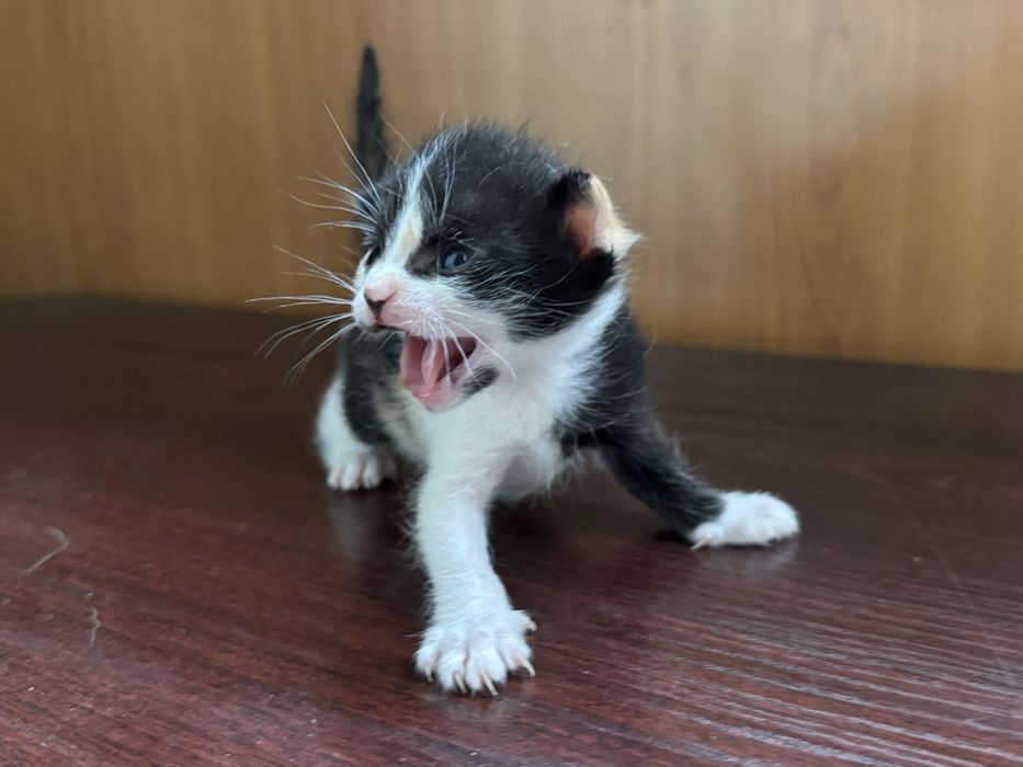 Отдам котенка в добрые руки