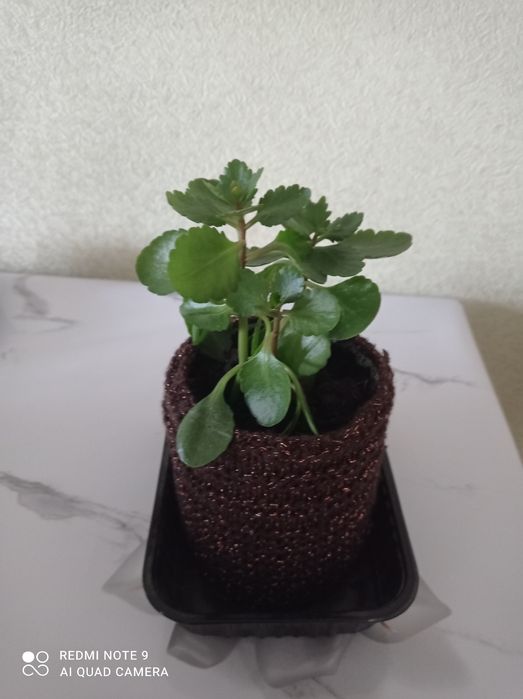 Хобби, украсили наш дом.