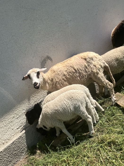 Oaie cu doi miei!