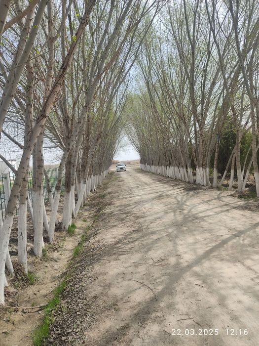 Толлар сотилади 300та