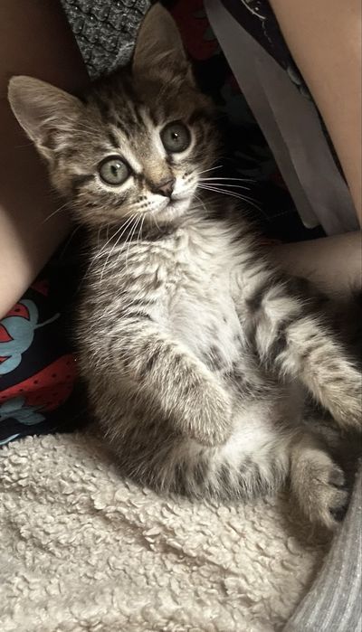 Отдам котенка в добрые руки