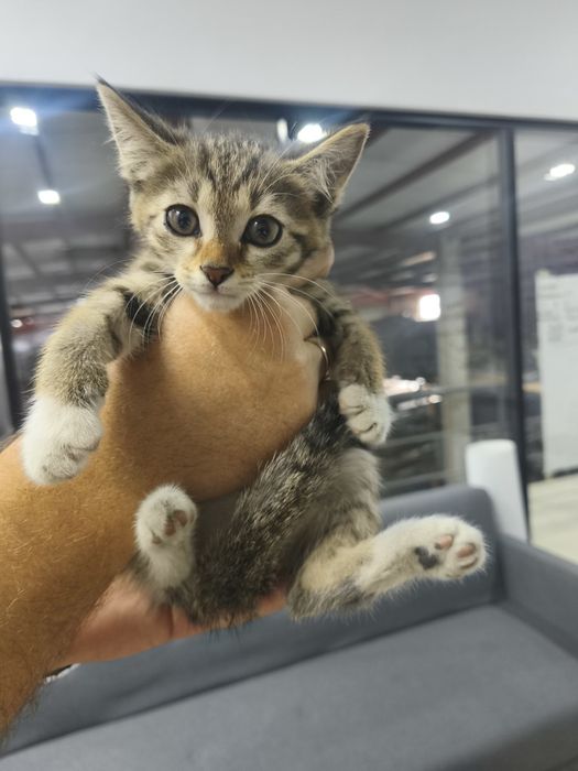 Котенок в добрые руки