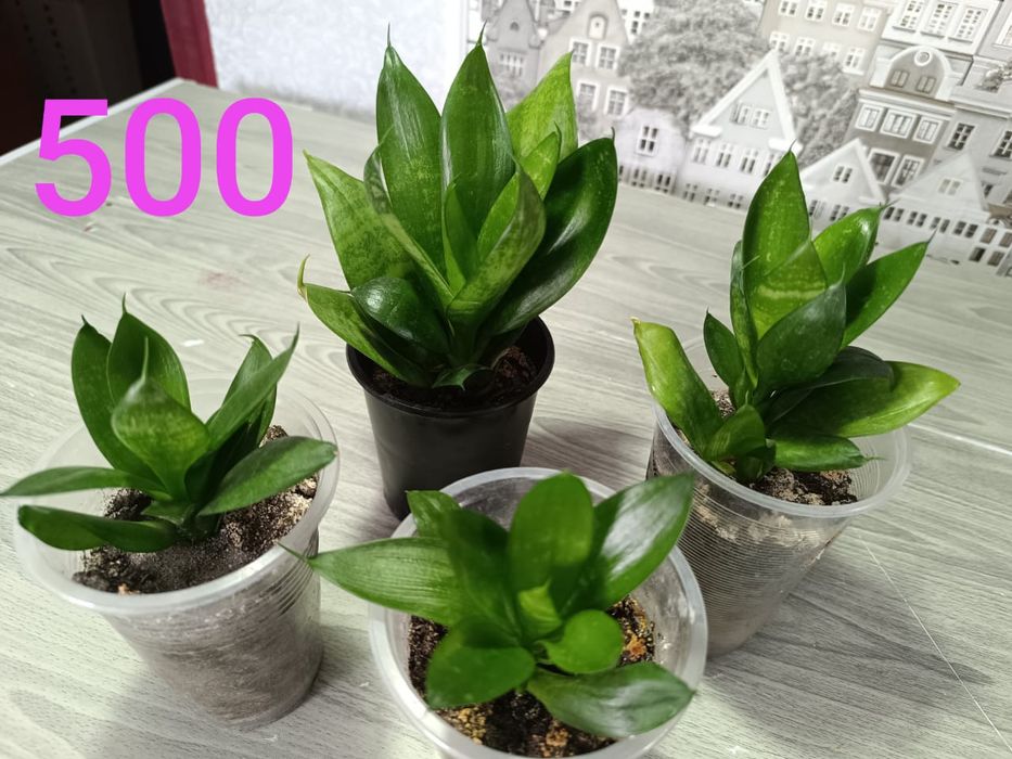 Подам недорого цветы