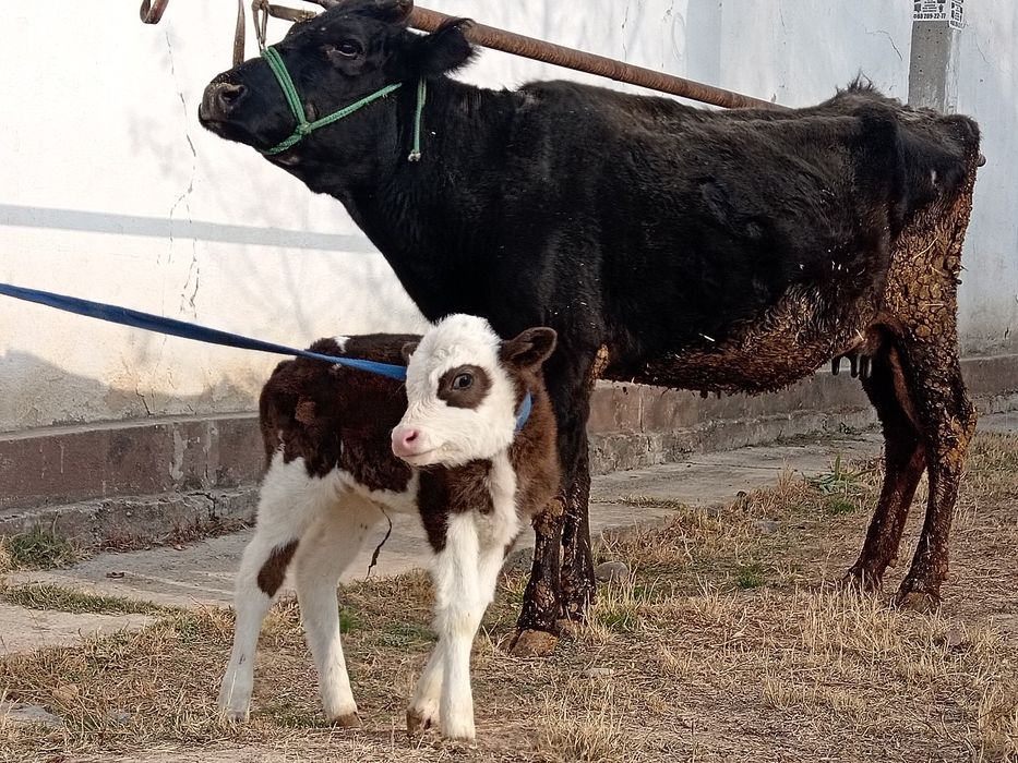 Ona bola sigir sotiladi 17 millon