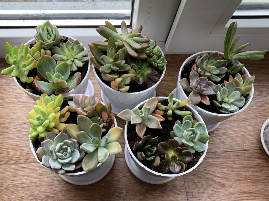 Уникальные цветы