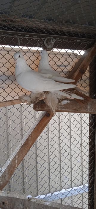 Продам голубей домашних