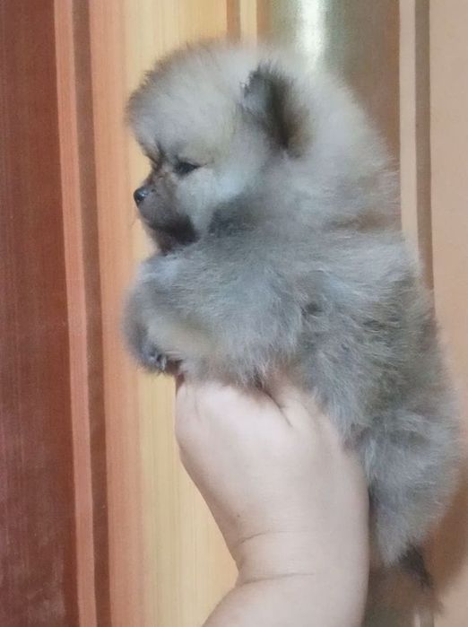 Шпицы готовы к переезду