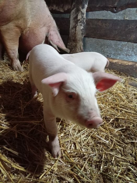 Поросята месячные