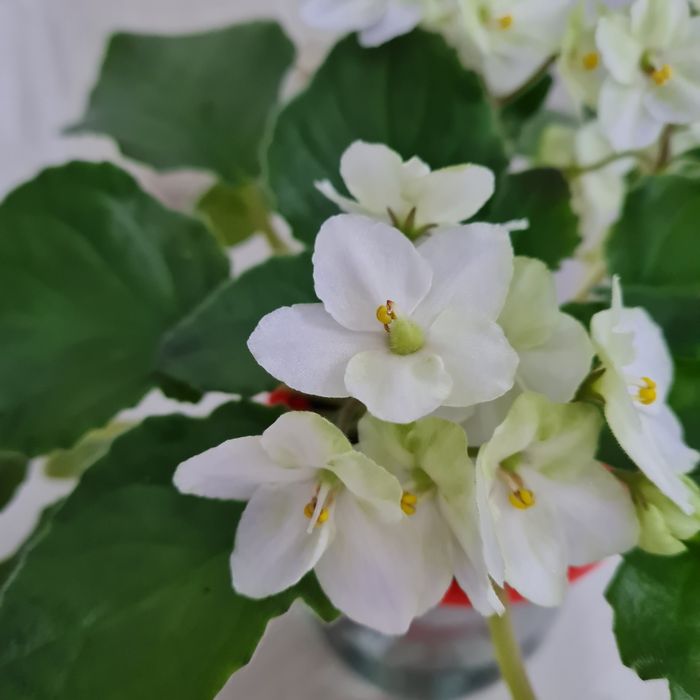 Продам цветущие фиалки