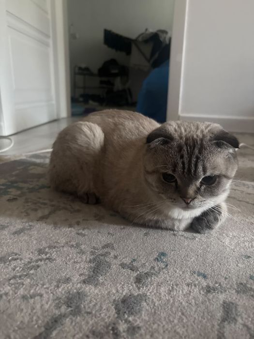 Шотландскый вислоухый кот