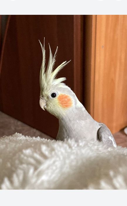 Кореллы поступление птенцов