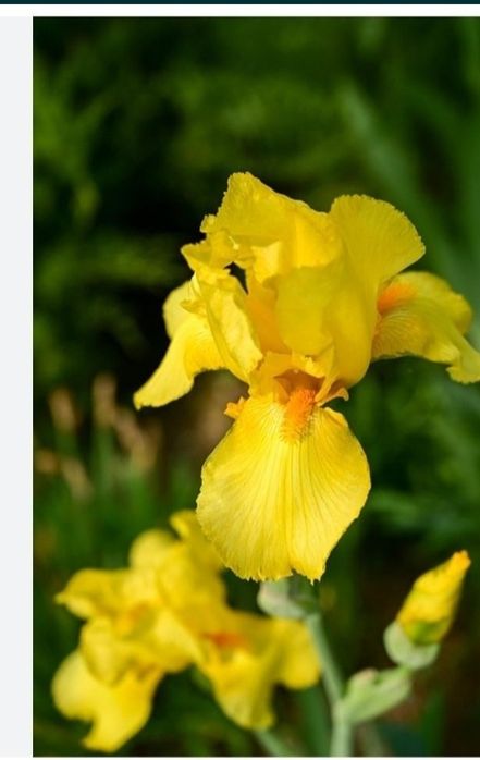 Продам  ирис жёлтый