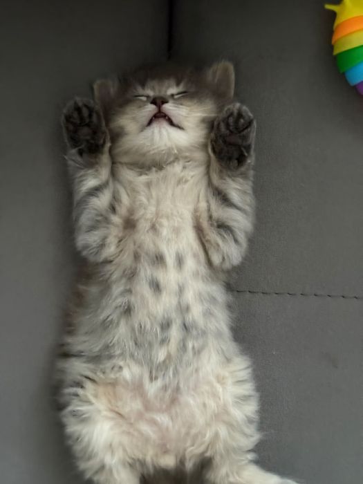 Отдам котят в добрые руки