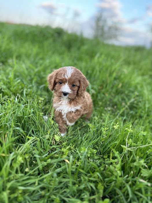 Кавапу / Cavapoo