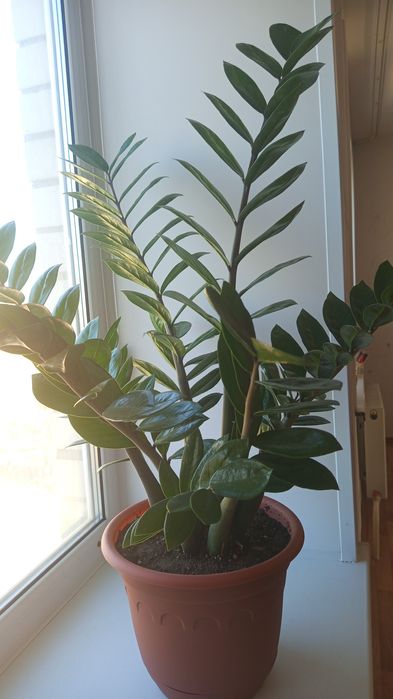 Продам комнатные растения