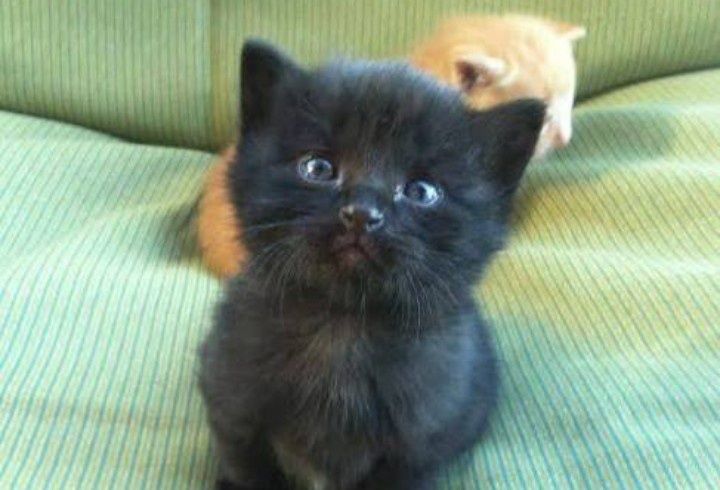 Отдам котят в хорошие руки