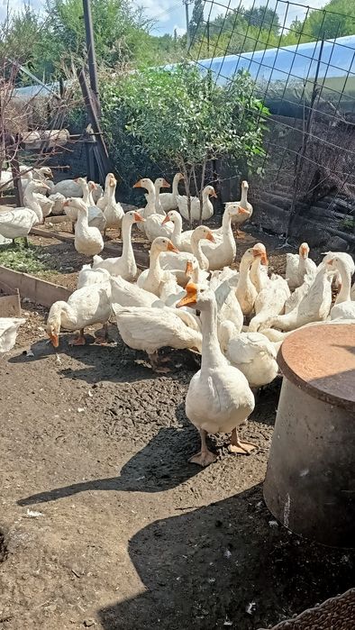 Продаю Гусей !!!