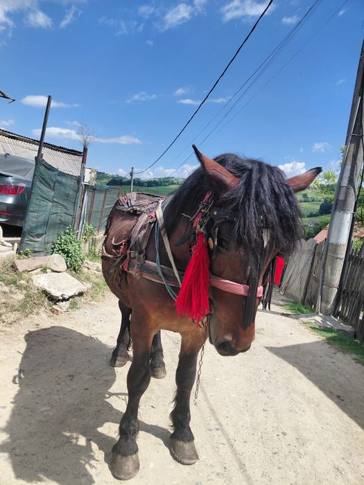 de leiDe vânzare  sau schimb cu iapa 85 mil.negociabil