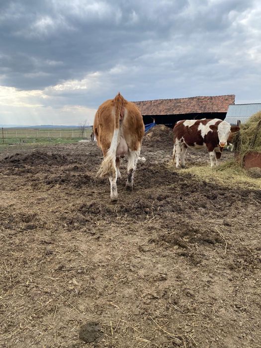 Vând junincă gestantă
