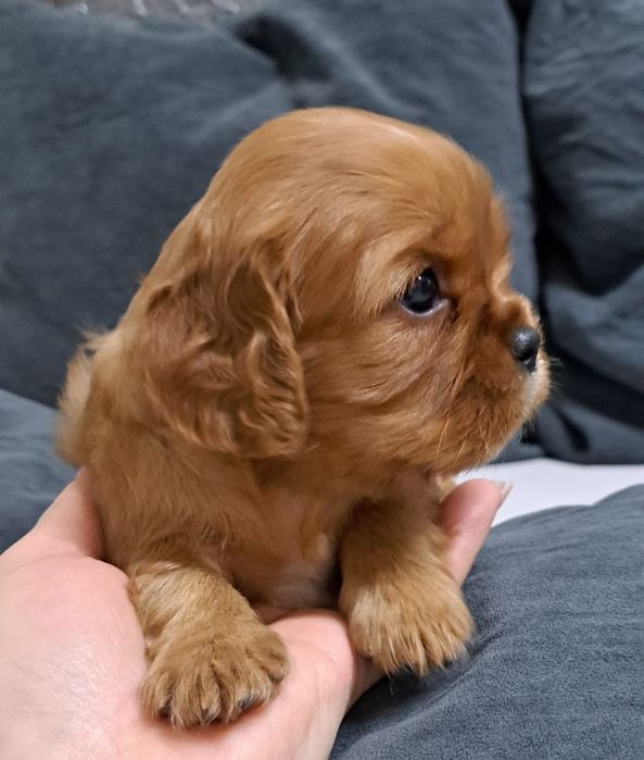 Кавалер-кинг чарльз -спаниель