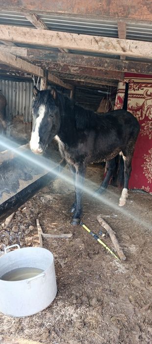 Продам лошодей 2 года құнан