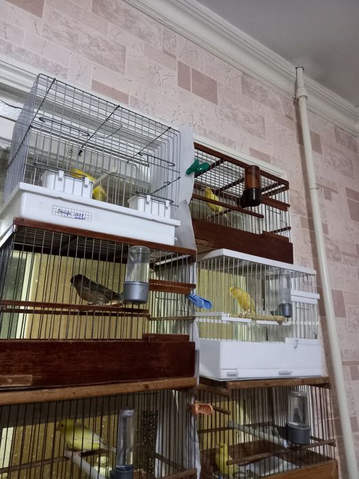 Канарейка нарла сотилади