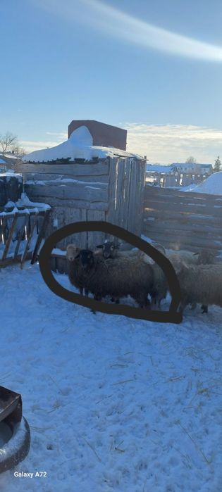 Продам двух баранов