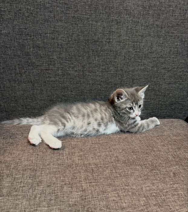 отдам кошечку, девочка