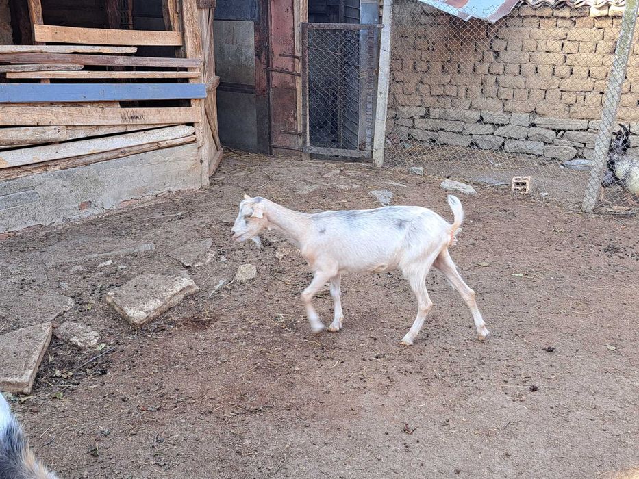 Продавам млади коз,заплодени