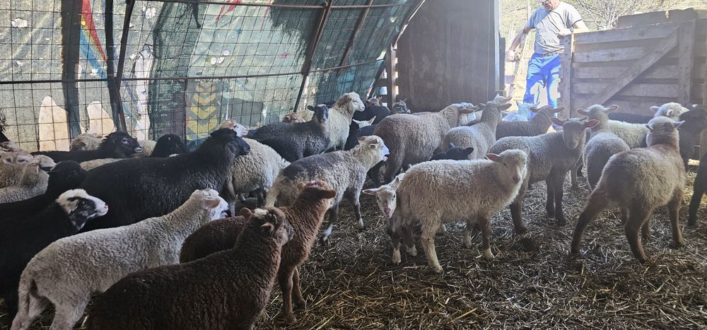 Vand miei pentru paste