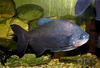Piraniya Baliqi Sotiladi 4 Tasini 120$ Bervoramiz
