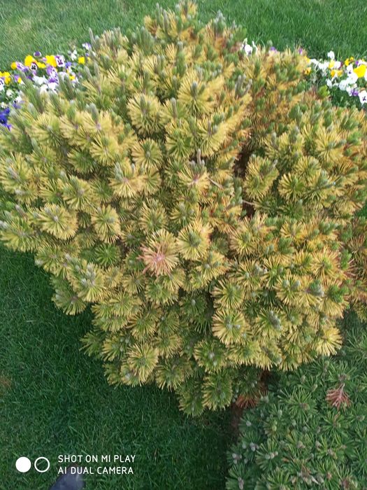 Archalarni dorilash oziqa berish