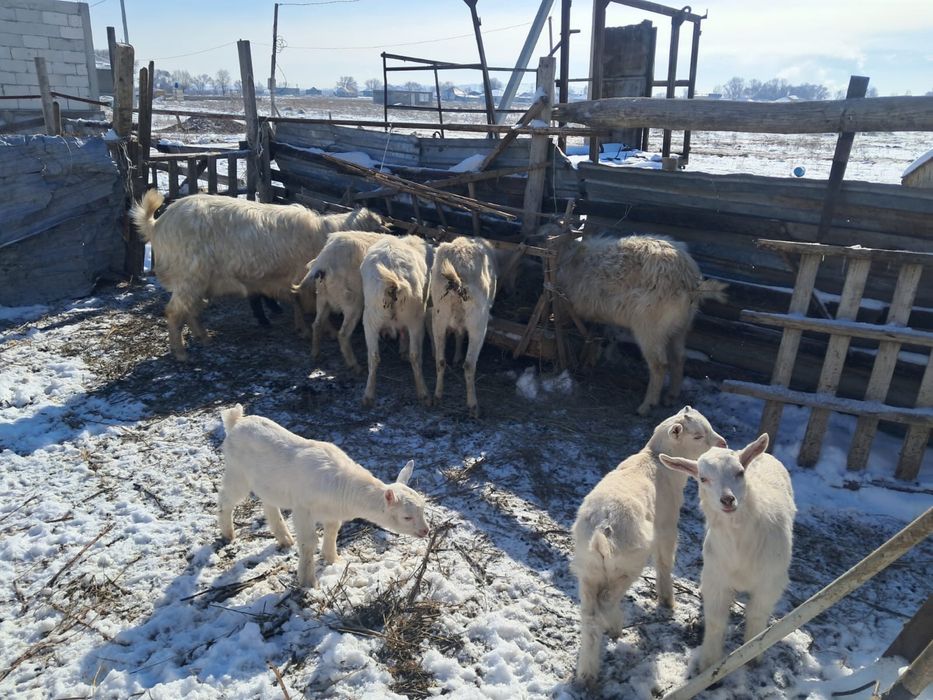 Зинин с козлятоми