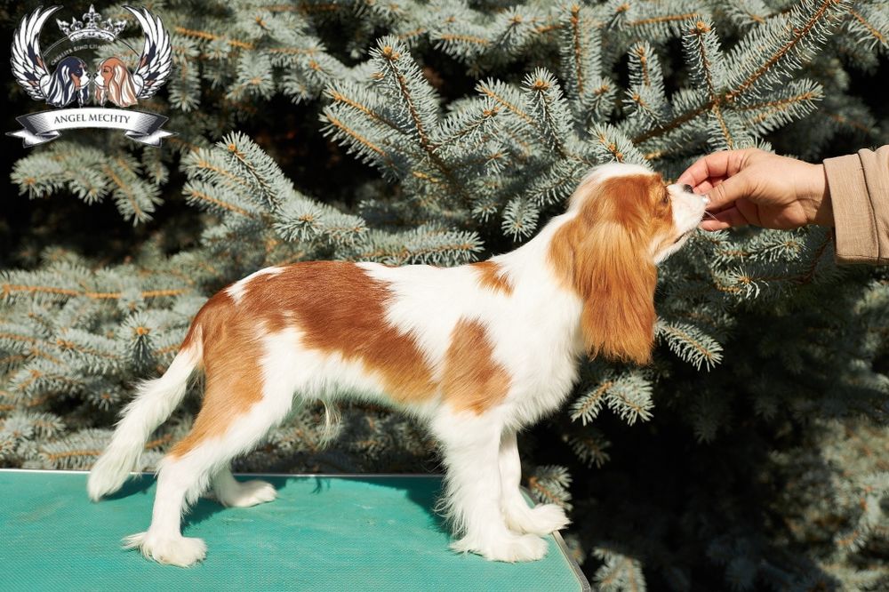 Кавалер Кинг Чарльз спаниель. Мальчик-5 месяцев.